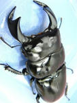 sagarumat88-3.JPG