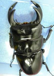 sagarumat88.JPG
