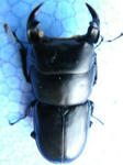 mushimon34.JPG
