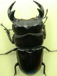 cyameron74cbb.JPG