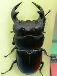 monkai81b.JPG