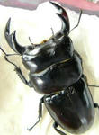 sagaintom81-3.JPG