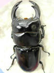karinpong-ab85.JPG
