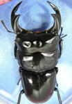 megma83-02.JPG