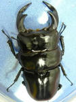 rukura82.JPG