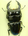 arubli79.JPG