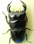 darjirin77f5.JPG