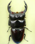 syemgan85cb.JPG