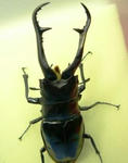 makitai91.JPG