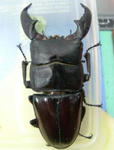 maley88.JPG