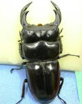 syemgan84m.JPG