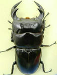monkai78.JPG