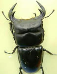 kaoban73wf1.JPG