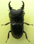 yaeyama-nebto.JPG