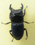 punkutei-nebto.JPG