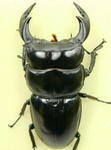 syemgan84cb.JPG