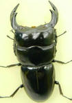 syemgan84cb2.JPG