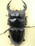 kakyuu74.JPG