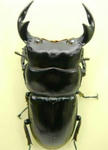 rasio82.JPG