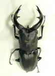 amaminoko70.JPG