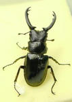jawgirafa67.JPG