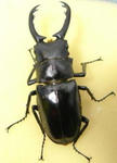 jawgirafa73.JPG