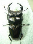 bemyan77.JPG