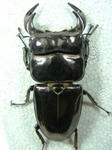 kal-c77.JPG