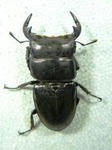 sagin67.JPG