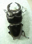 tonsa74cb.JPG