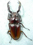 didiel65.JPG