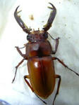 didiel61.JPG