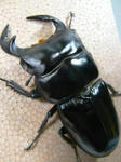 caobang78cbf1w2.jpg