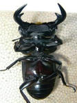 caobang78cbf1w3.jpg