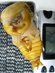 megma24.3m.JPG