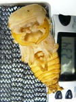 tigerhill23.4wf1b.JPG