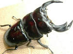 zem85b.JPG