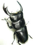 tonsa87cbb.JPG