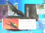 P1020735.JPG