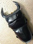 taigrhill78wf1b.JPG
