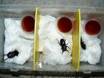 11saisyuu-4.jpg