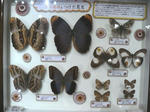 cyou-medama.jpg