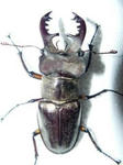 miyama70-22.JPG