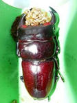 tonsa85.jpg