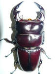 dajiling79.jpg