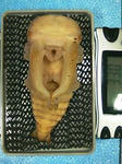 PAP_0005.jpg