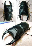01kitamine71-3.jpg