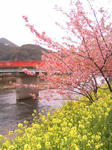 kawazu20001.jpg