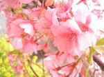 kawazu20001.jpg