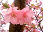 kawazu30002.jpg